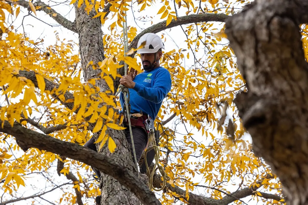 Skilled Tree Planting crew working in Youngsville
